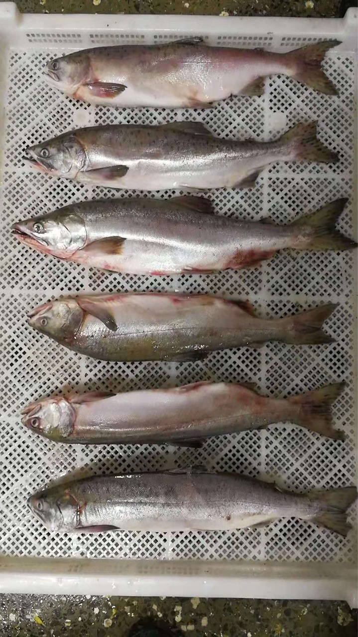 俄罗斯大马哈鱼大麻哈鱼狗鲑粉鲑