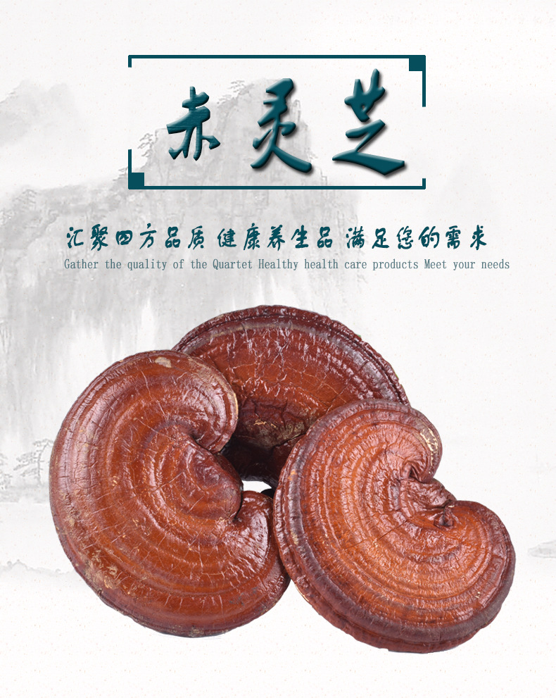 批发现货 赤灵芝 整个灵芝 野生长白山灵芝 灵芝大全 可支持药检