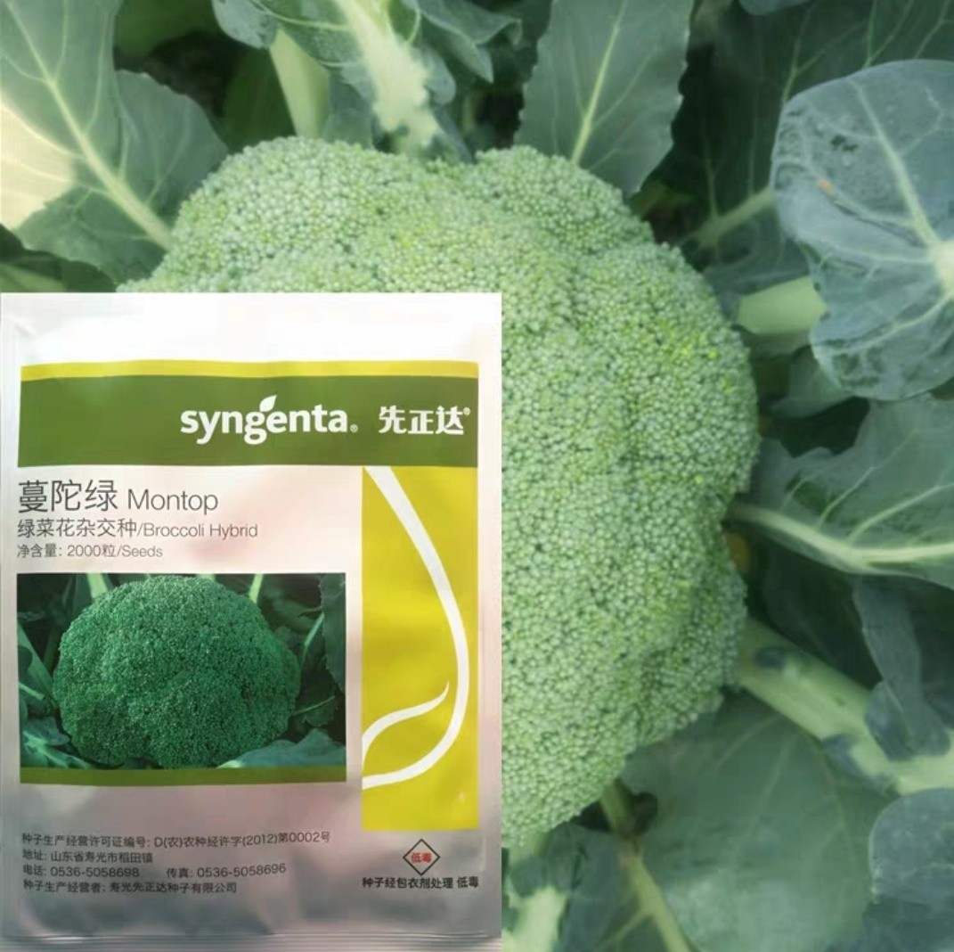 先正达西兰花种子 蔓陀绿青花菜(2000粒装)杂交优质青菜花种子
