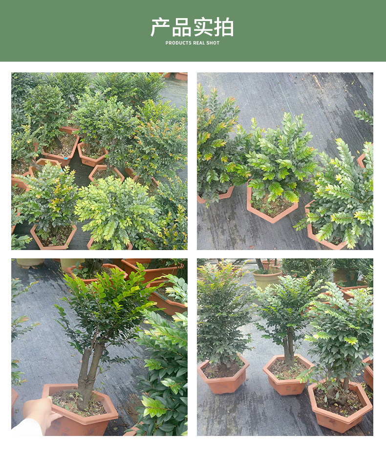 广州种植基地批发小叶紫檀树盆栽 高级盆景紫檀树办公室桌面绿植