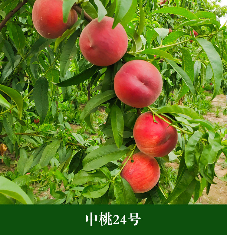 桃树苗批发中桃24号红果肉桃苗 现挖销售桃树苗 果树苗木基地直销