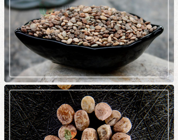 观赏花种子批发鲁冰花种子园林花卉工程绿化花籽盆栽羽扇豆种子