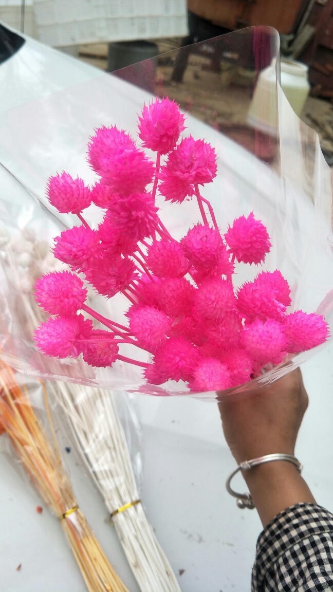 网红草莓果干花ins雪球果厂家批发色染和尚头小续断天然真花