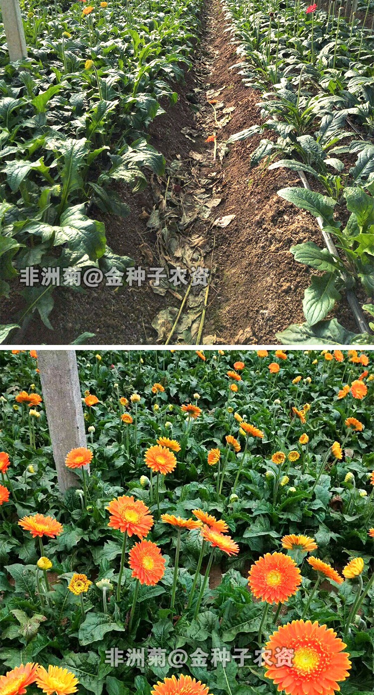 非洲菊种子 庭院阳台四季易播种盆栽花卉种子 多年生耐寒 扶郎花