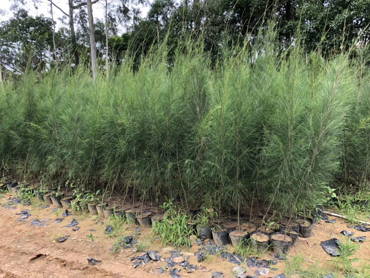 906供应 木麻黄 马尾松 1.5-2米高杯苗 沿海防护林树