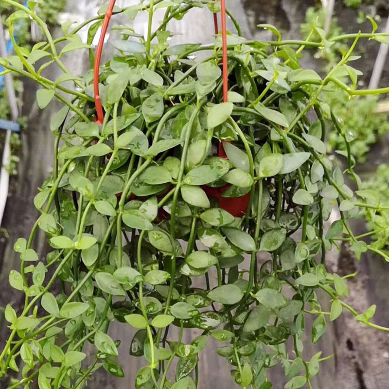【基地直销】多肉植物 办公桌绿植盆栽室内花卉 小吊翡翠恋