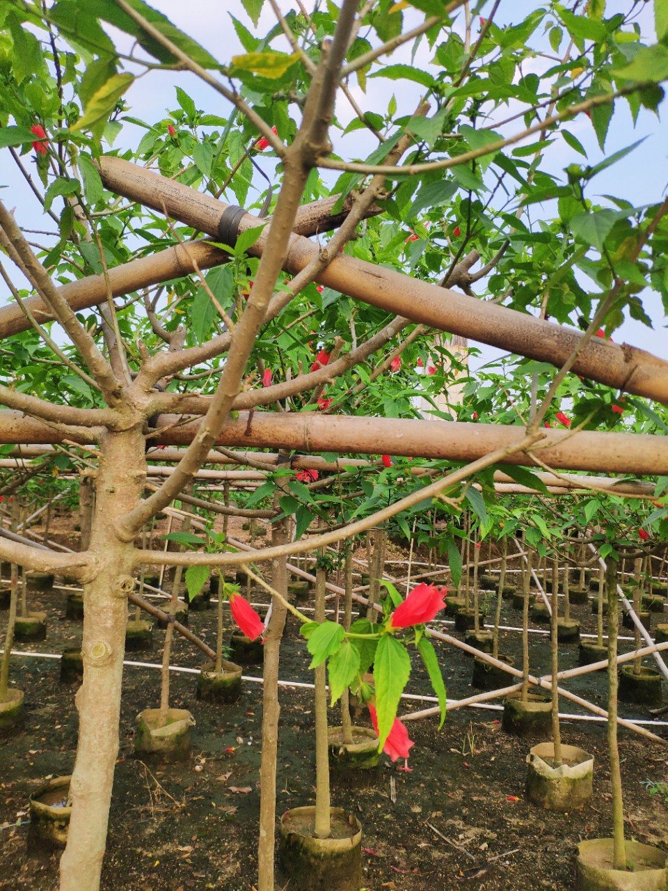 909供应 单杆 树型 吊灯花 吊钟花 3-4cm袋苗 四季开花 基地直销