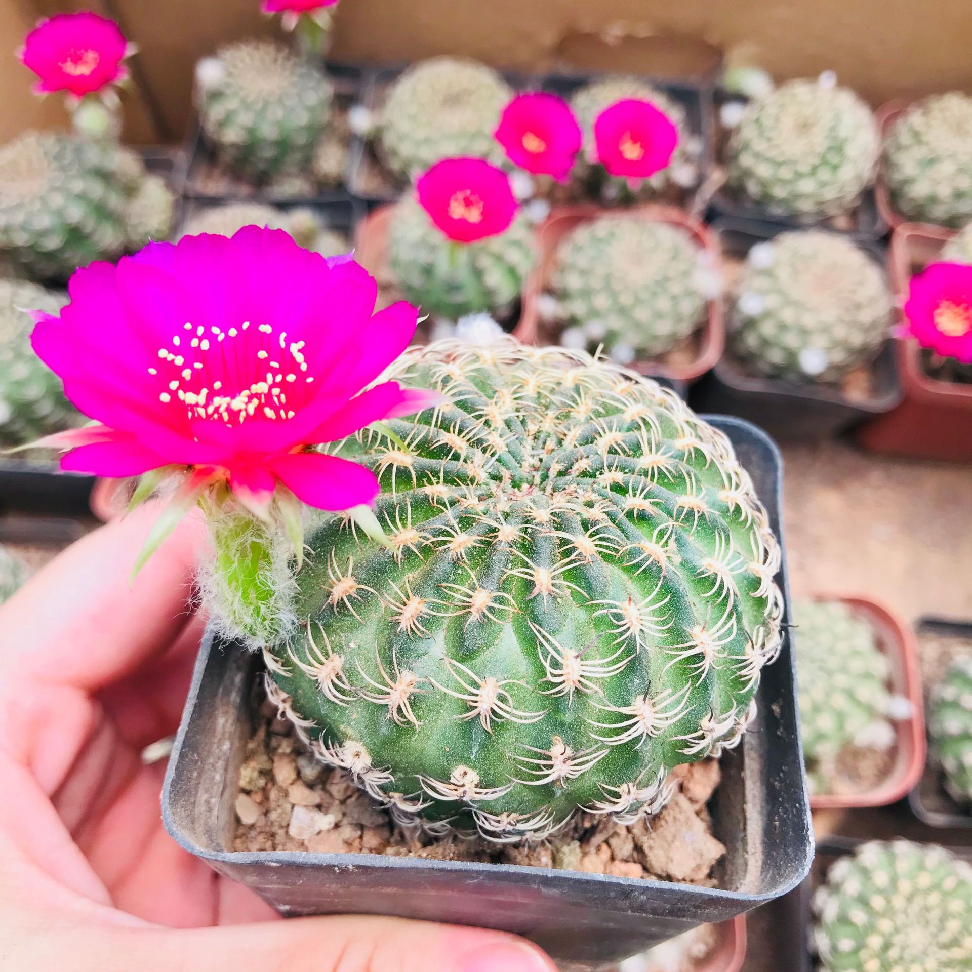 多肉植物仙人球阳春丸 开花多肉盆栽吸甲醛仙人掌类自