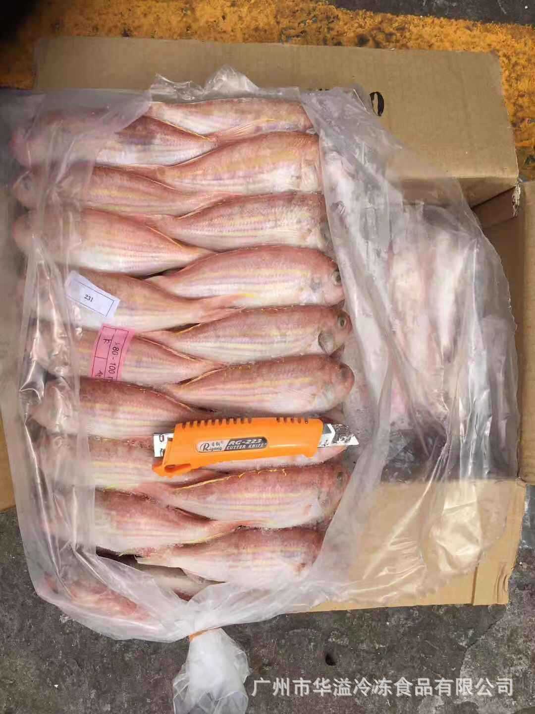 冷冻红三鱼 金线鱼 各规格20斤/件 广州批发红三鱼 红衫鱼