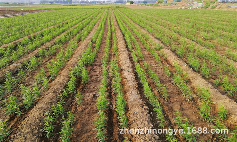 基地批发果树苗桃树苗紫肉血桃树苗嫁接桃树苗盆栽血桃苗果苗