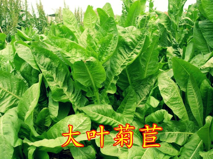将军菊苣种子多年生耐寒牧草种子 南方养羊牛兔鸡鸭鹅包邮