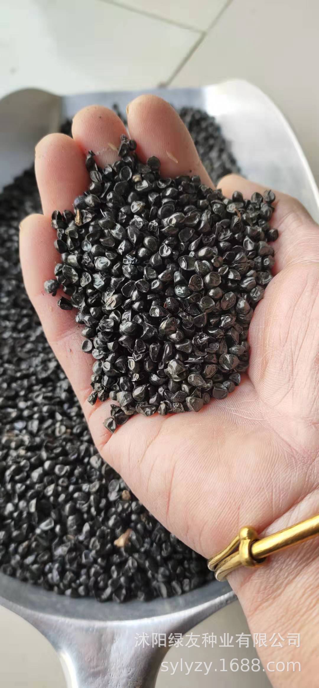 批发萱草种子 萱草 大花萱草种子播种技术