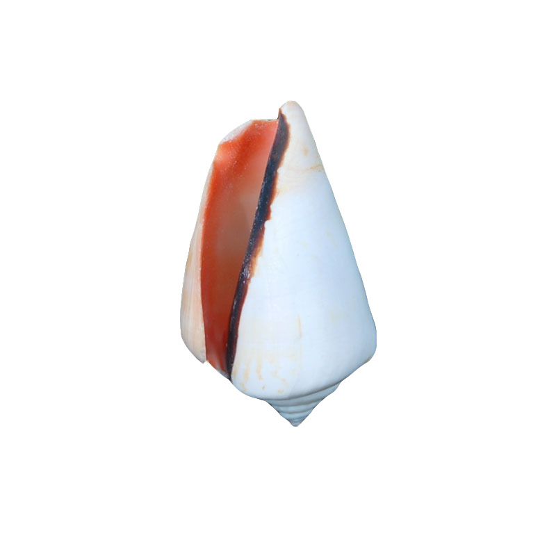 红嘴螺 红口螺天然海螺壳贝壳鱼缸装饰品造景摆件凤凰螺 标本收藏