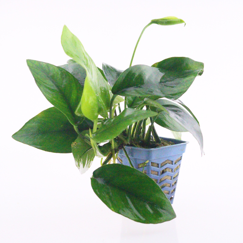 小巴榕 水榕 小水榕 活体真水草造景 装饰懒人 水草批发 光合水草