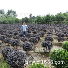 批发【红继木球】40-120cm 四川红花继木球 成都红花继木球