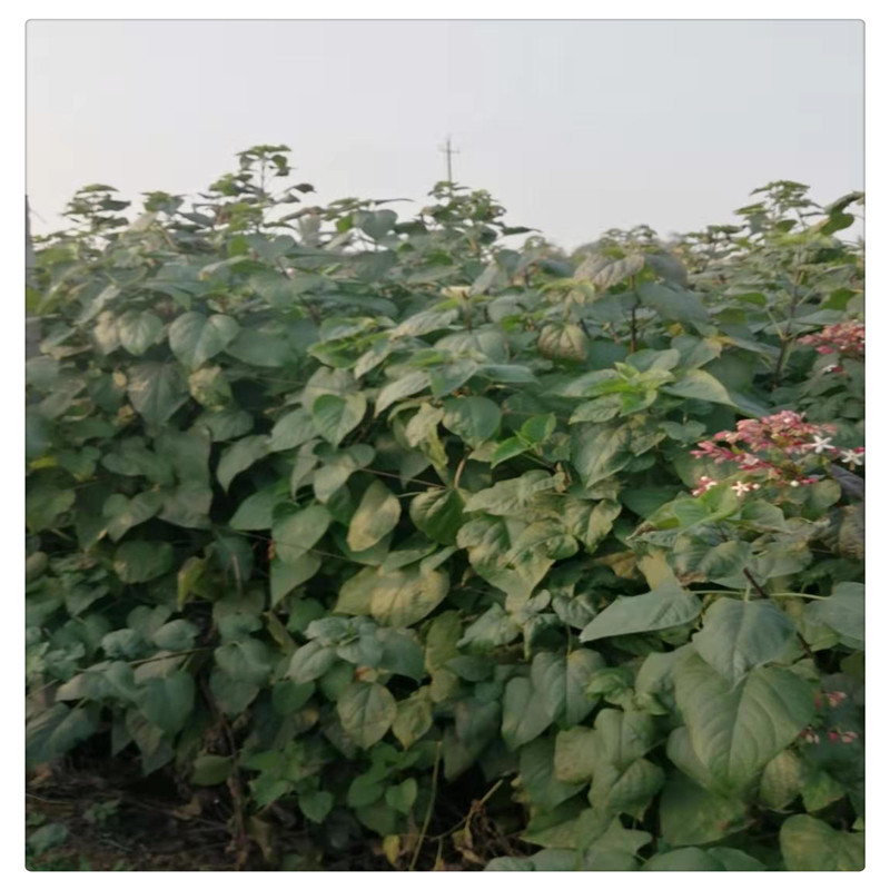 山东苗木基地出售工程绿化苗木海州常山一级苗海州常山规格齐全