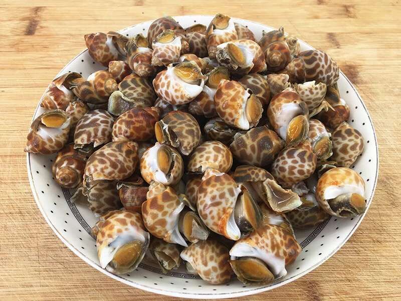 海鲜水产花螺 贝类 冷藏花螺 连云港海鲜一手货源 鲜活贝类批发