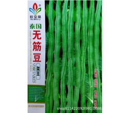 绿无筋架豆菜豆 红花白荚四季豆 长青豆角蔬菜蔬果种子菜园菜籽