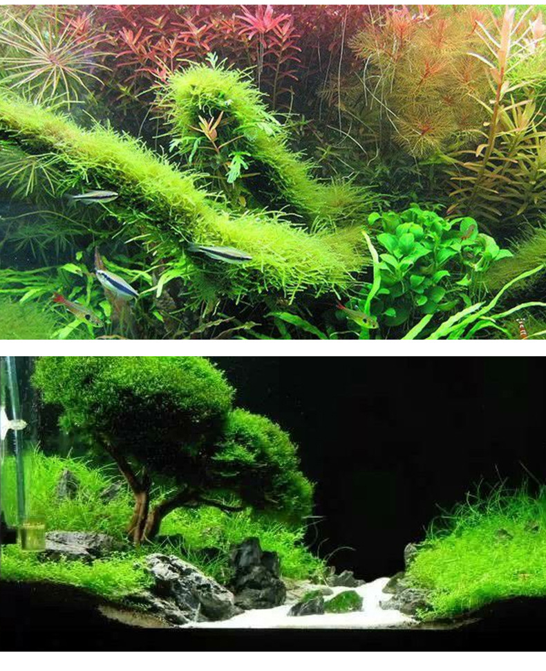 草场直销鱼缸造景活体水草莫斯半球 莫斯大三角垂泪松茸怪厥合集