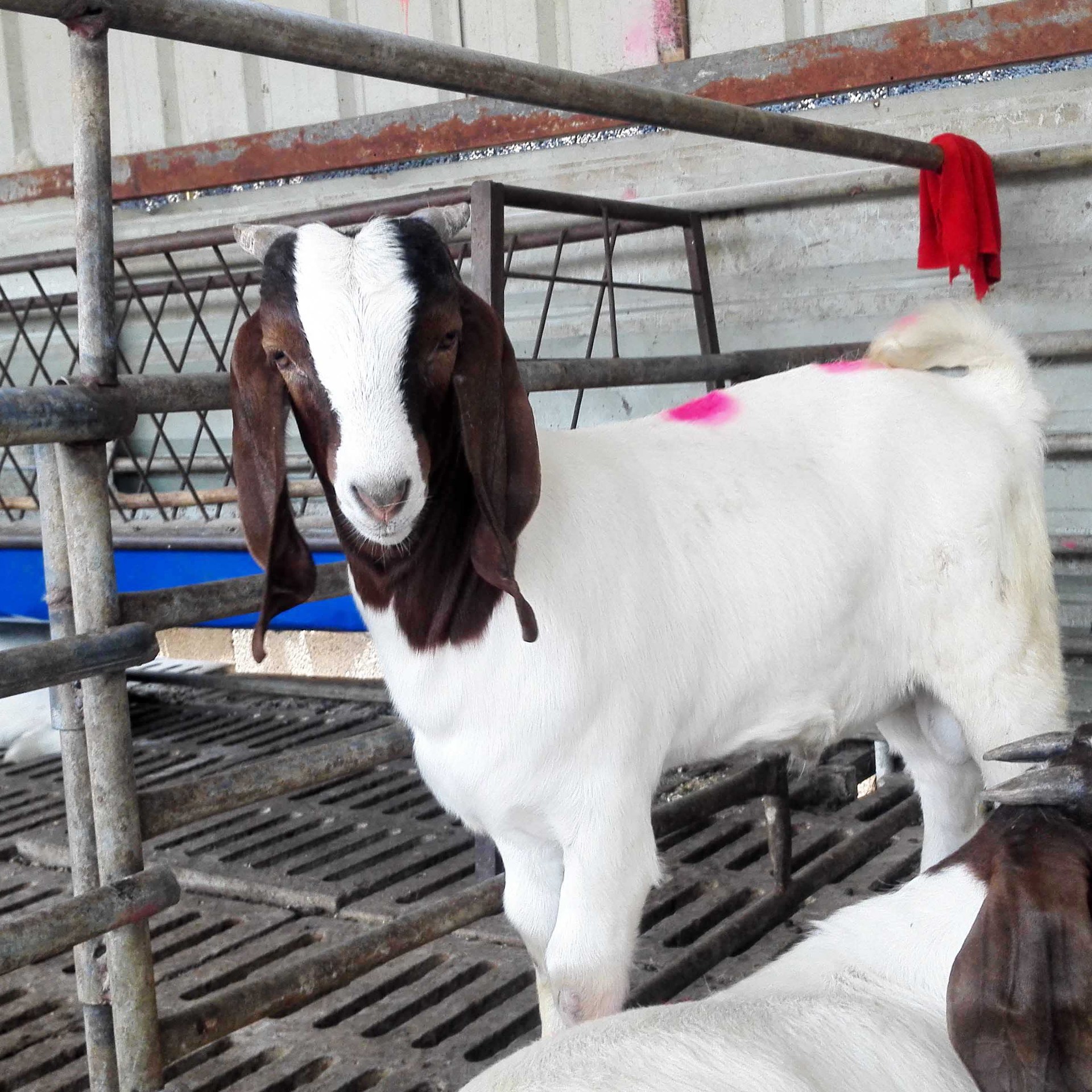 肉羊养殖 纯种波尔山羊肉羊供应基地 羊羔多少钱一只 送货上门