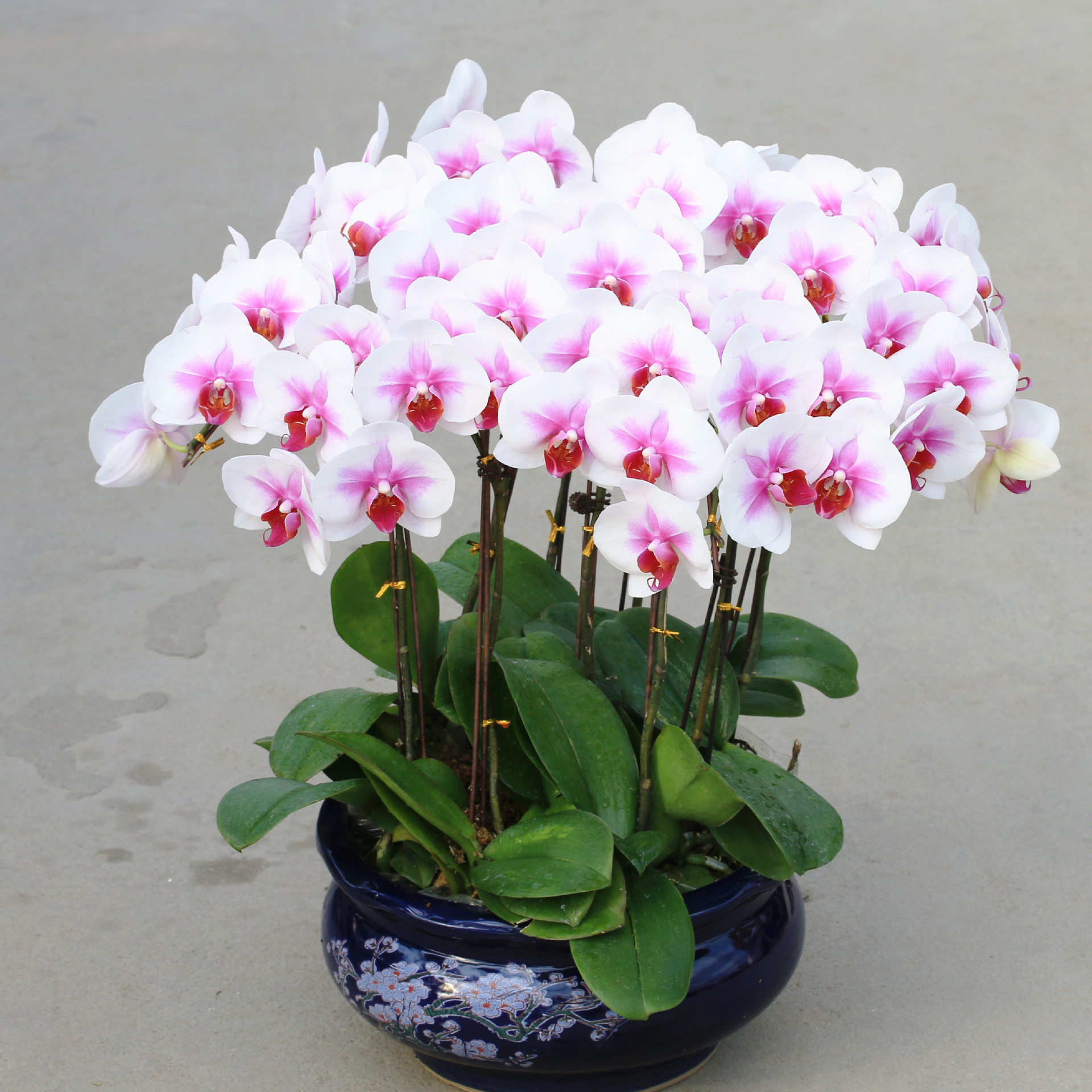 蝴蝶兰花苗盆栽客厅室内阳台盆栽绿植花卉带花剑花苞四季开花