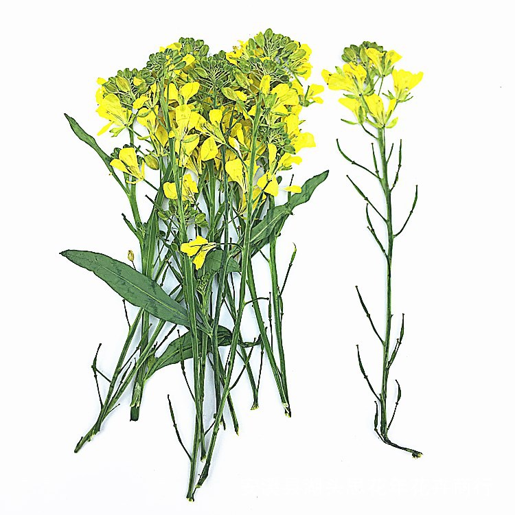 带枝油菜花 真花押花干花压花  幼儿园手工贴画 植物教学标本
