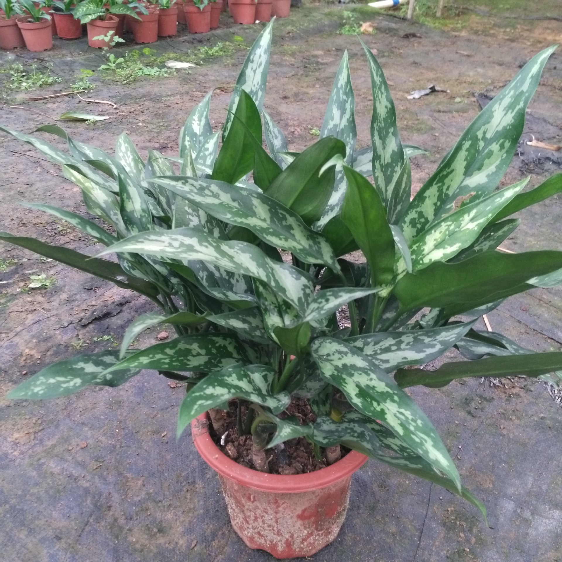 源头基地大量出售室内观叶植物 黑美人万年青5盆起 盆栽花卉批发-阿里