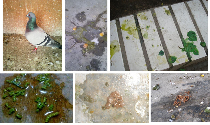 小鸽子拉稀怎么治