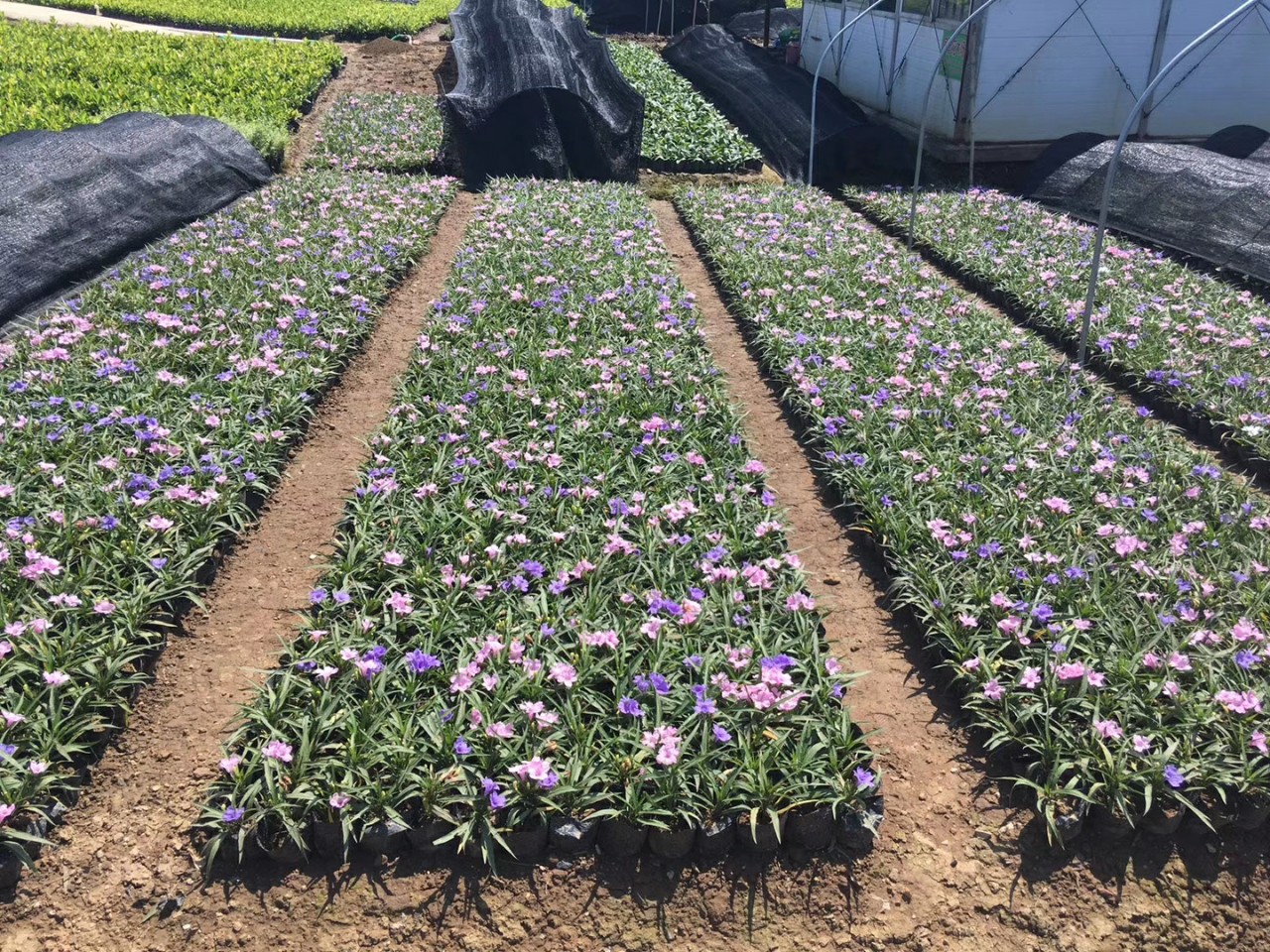 910供应矮化翠芦莉1030cm高盆栽袋苗白粉紫混色多花