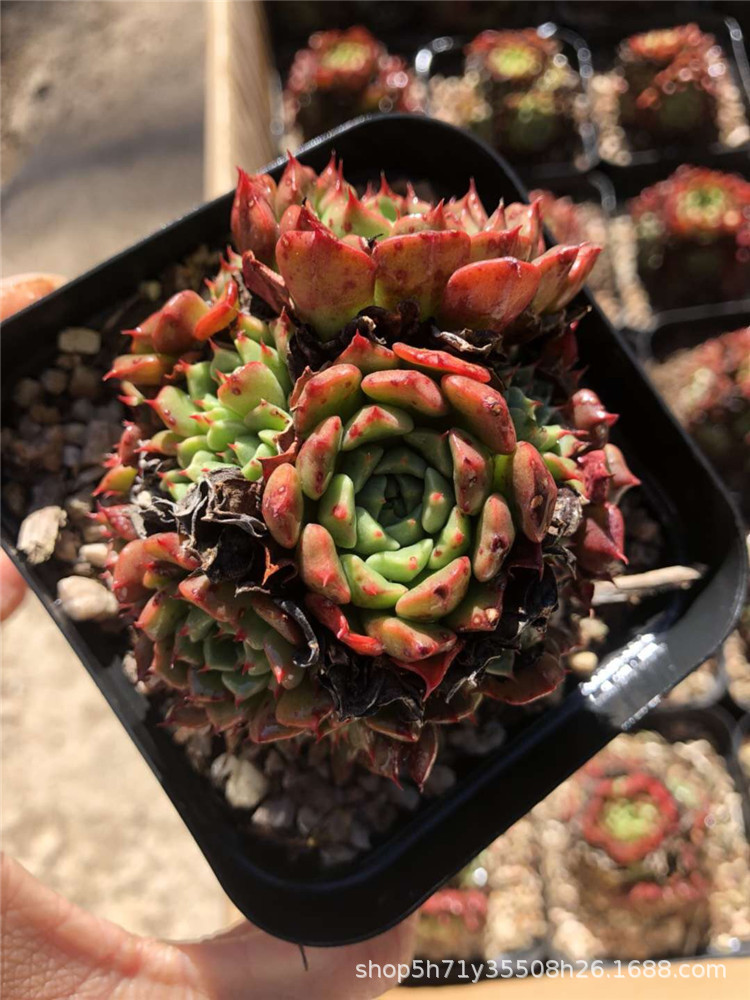 042云南大棚批发精品多肉品种 美尼王妃群生盆10cm多肉植物裸根发