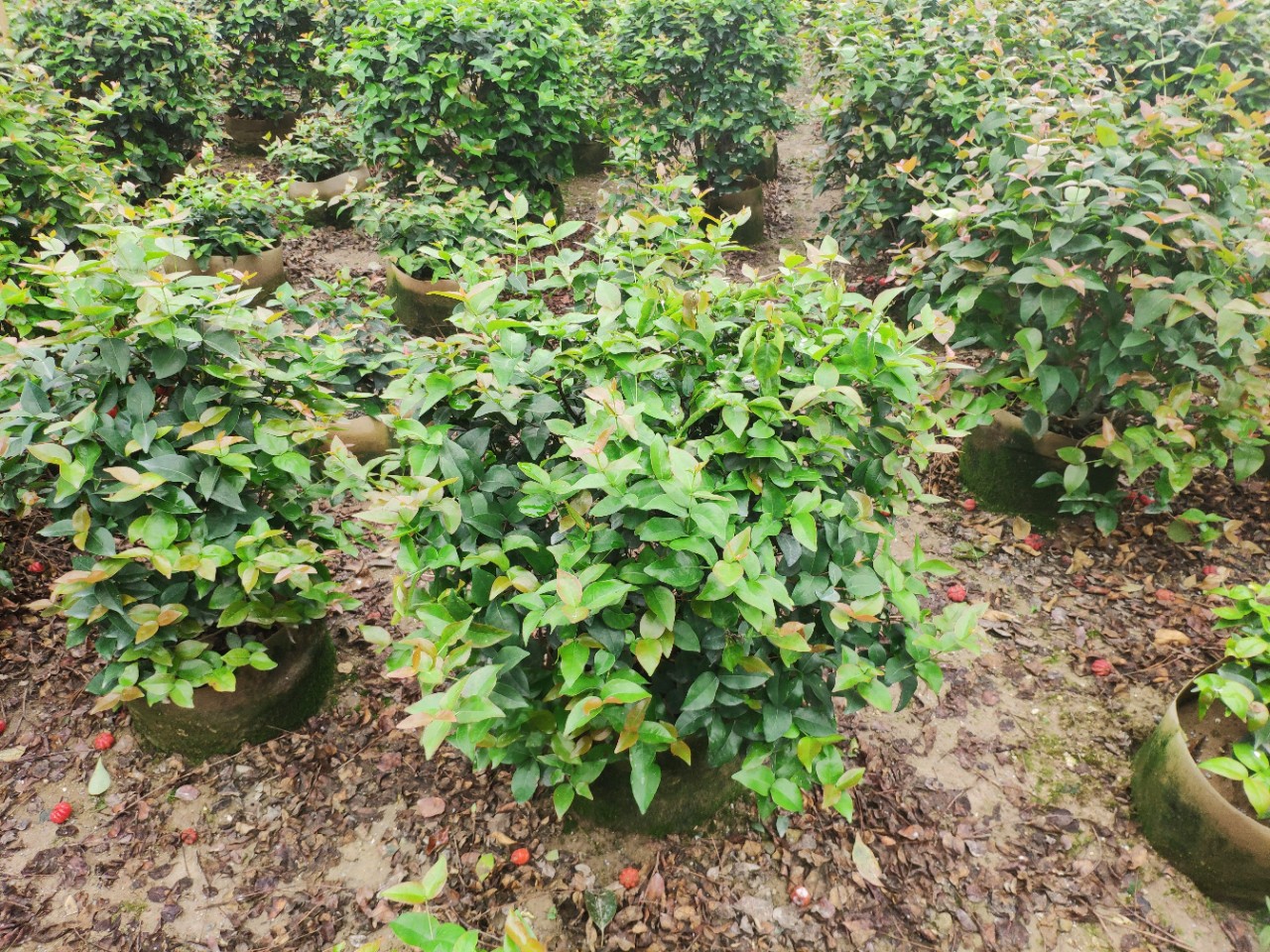 904基地直销红果仔球50100cm袋苗红果仔