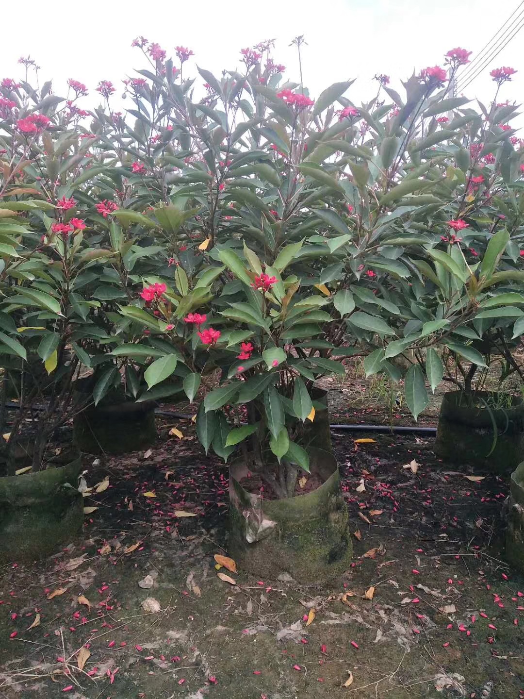 福建漳州琴叶珊瑚日日樱南洋樱高1-1.2米价格优惠,基地批发