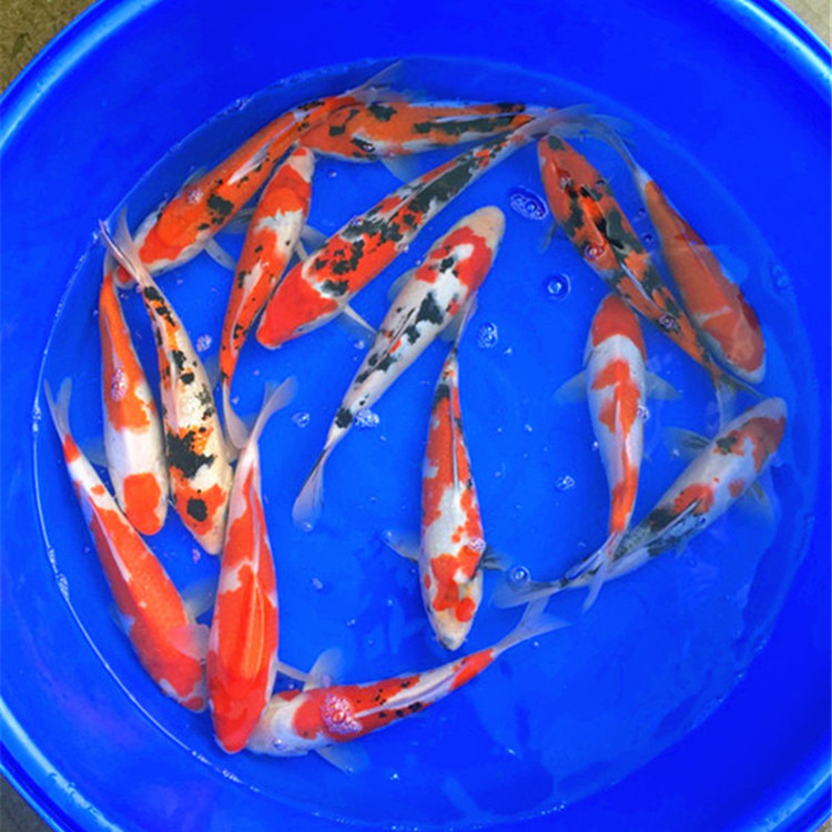 观赏鱼冷水鱼锦鲤金鱼冷水小鱼苗练手鱼长短尾红白锦鲫金鱼组合发