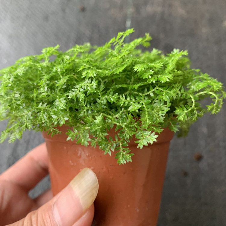 【基地直销】批发金丝雀蕨80#微景观植物 室内耐阴绿植迷你小盆栽