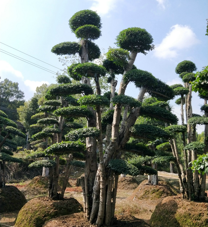 苗圃供应绿化造型榆树景观树 公园庭院观赏绿化榆树盆景 造型榆树