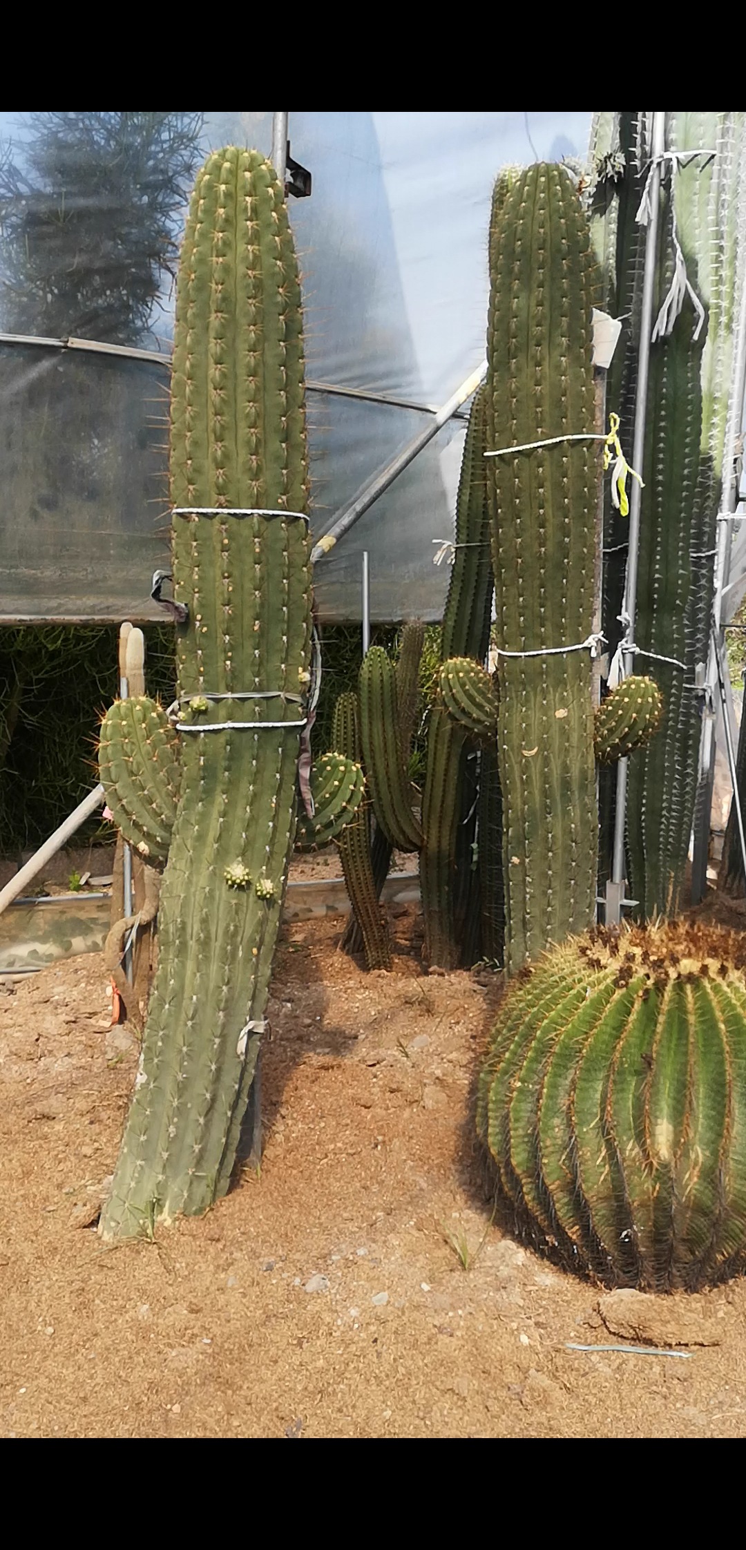 北斗阁仙人柱 海胆属 沙漠植物展览景观工程植物 巨型仙人柱