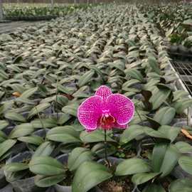 基地大量出售春节开花蝴蝶兰3.5寸种苗