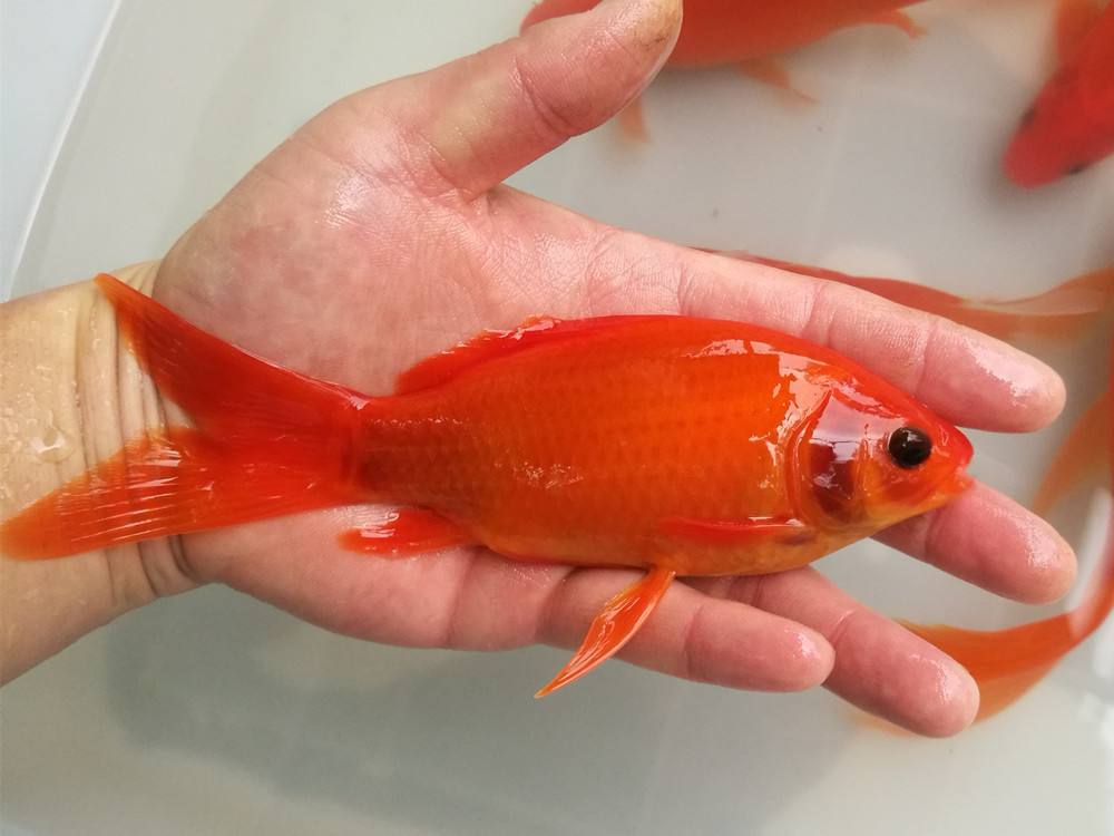 观赏金鱼 活体冷水鹦鹉葡萄眼草金批发零售 上海红草金鱼一件代发