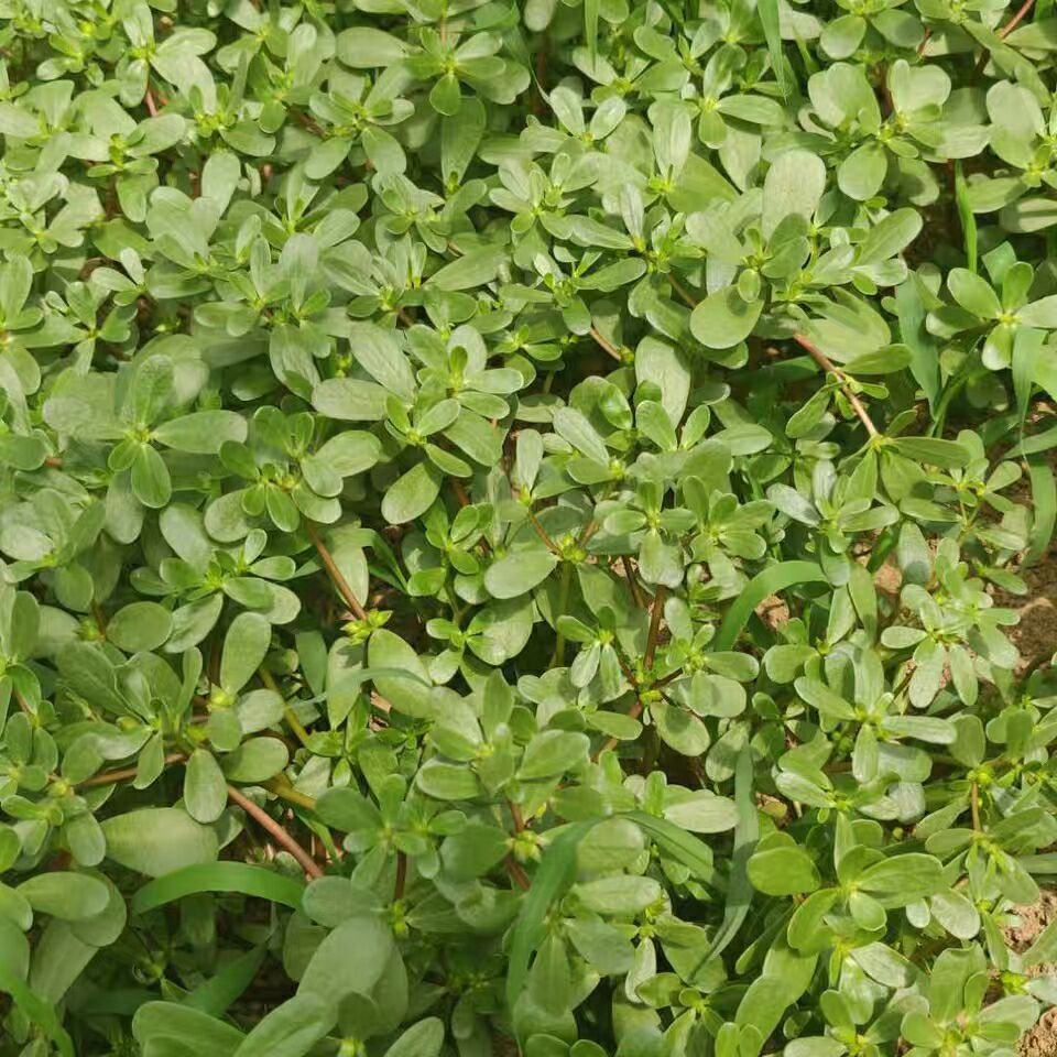 马齿笕现挖蔬菜新鲜山东马蜂菜农家蚂蚱菜长寿菜野菜带箱5斤现货