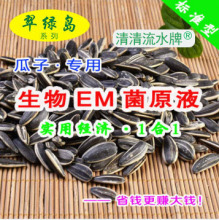 揭秘种瓜子大户成功的秘密新法用翠绿岛生物EM菌原液品质好还高产