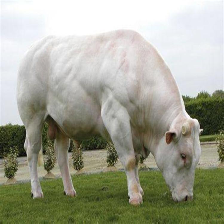嘉旺 高品质肉牛 纯种西门塔尔牛 夏洛莱牛崽