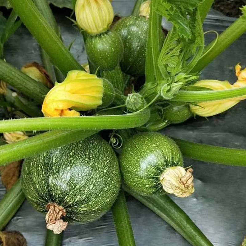 碧珠西葫芦种子早熟无蔓翠珠西葫芦角小南瓜圆西葫芦种籽蔬菜种孑