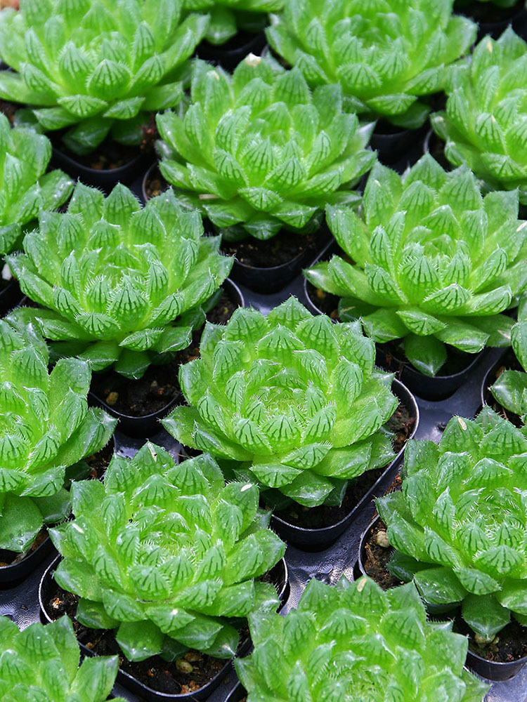 樱水晶多肉植物批发缨水晶十二卷玉露新手易养含盆带土发新绿盆栽