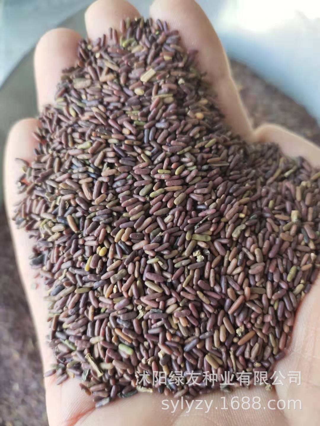 豆科植物种子 小冠花 小冠花种子批发