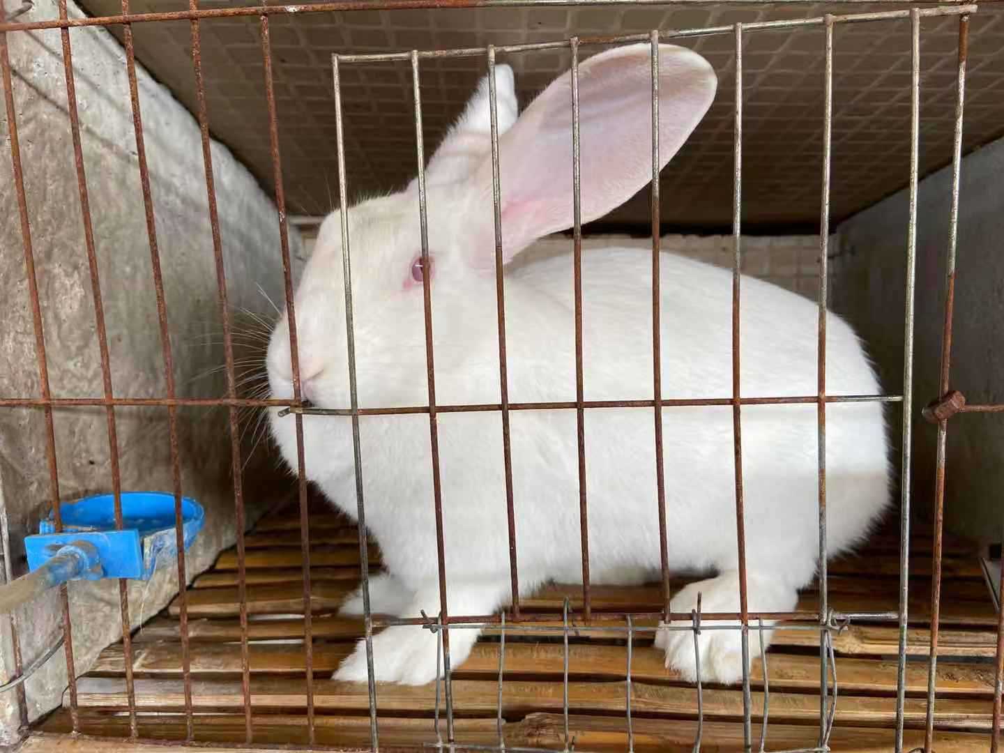 批发肉兔 出售白色新西兰活体兔教技术好养活