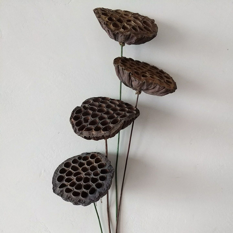 工艺品干花莲蓬加杆莲蓬头野生莲蓬壳干花小莲蓬头莲蓬壳