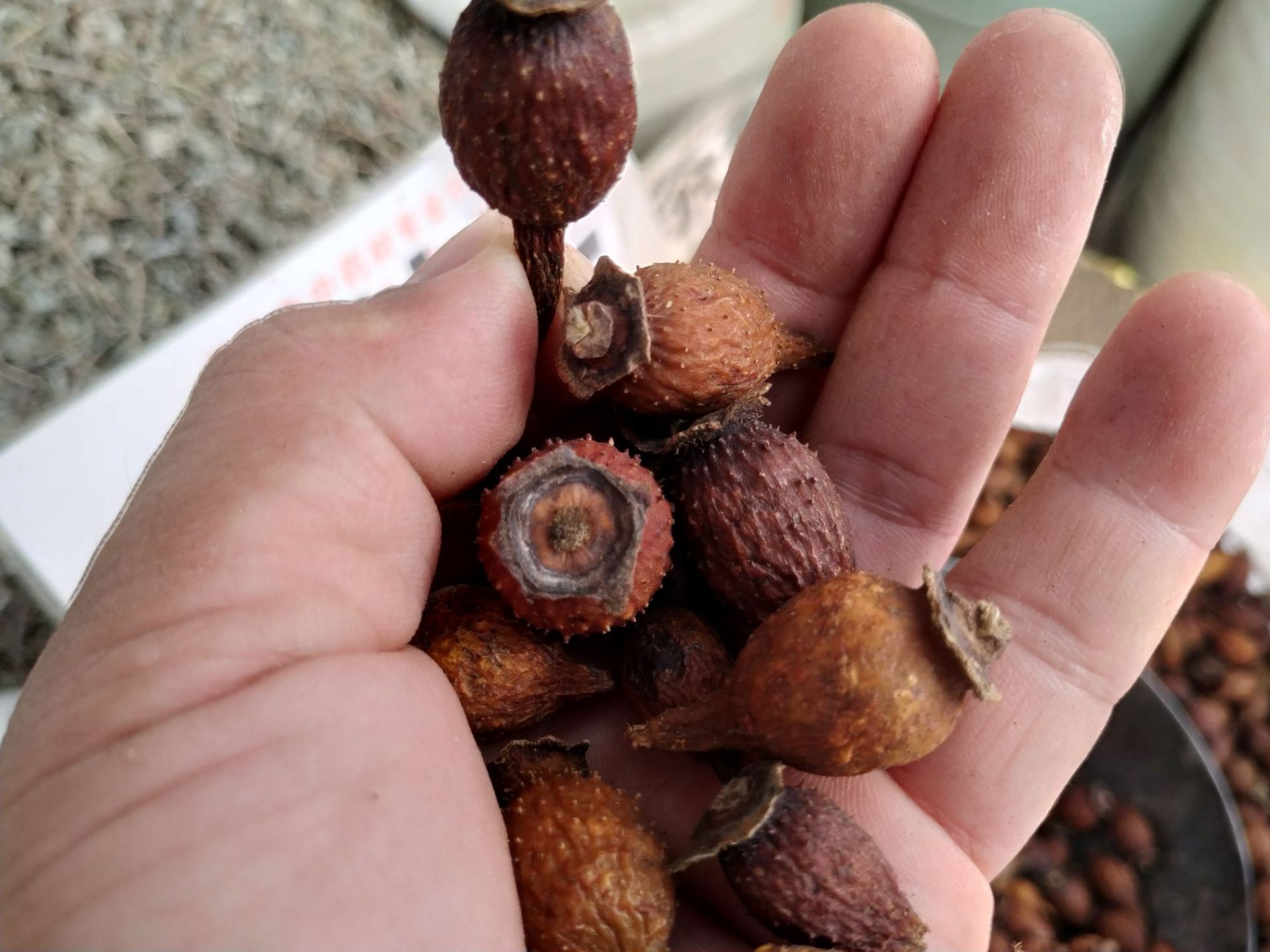 金樱子野生榆子金罂子刺梨子优质中药材泡酒山石榴山鸡子产地批发