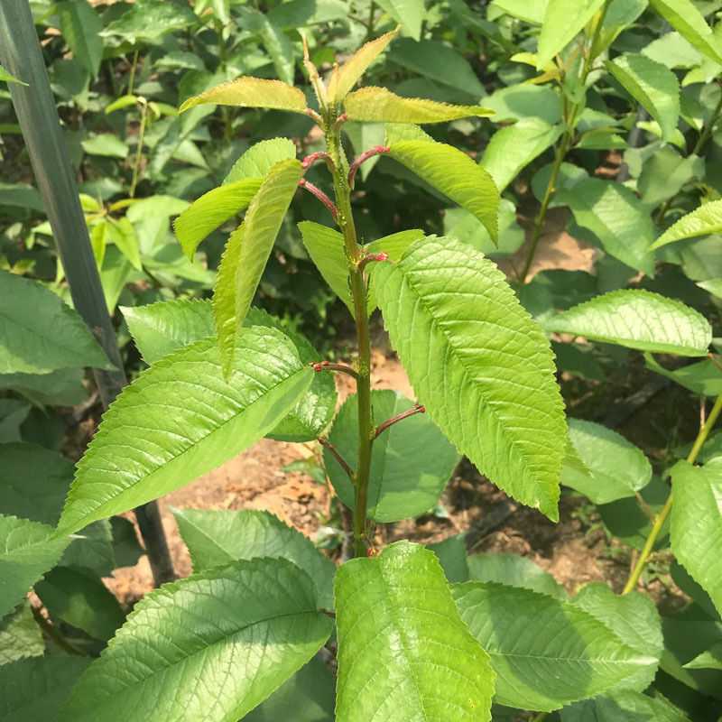 南北方种植车厘子樱桃苗建果园用樱桃苗美早俄八黑珍珠基地现挖