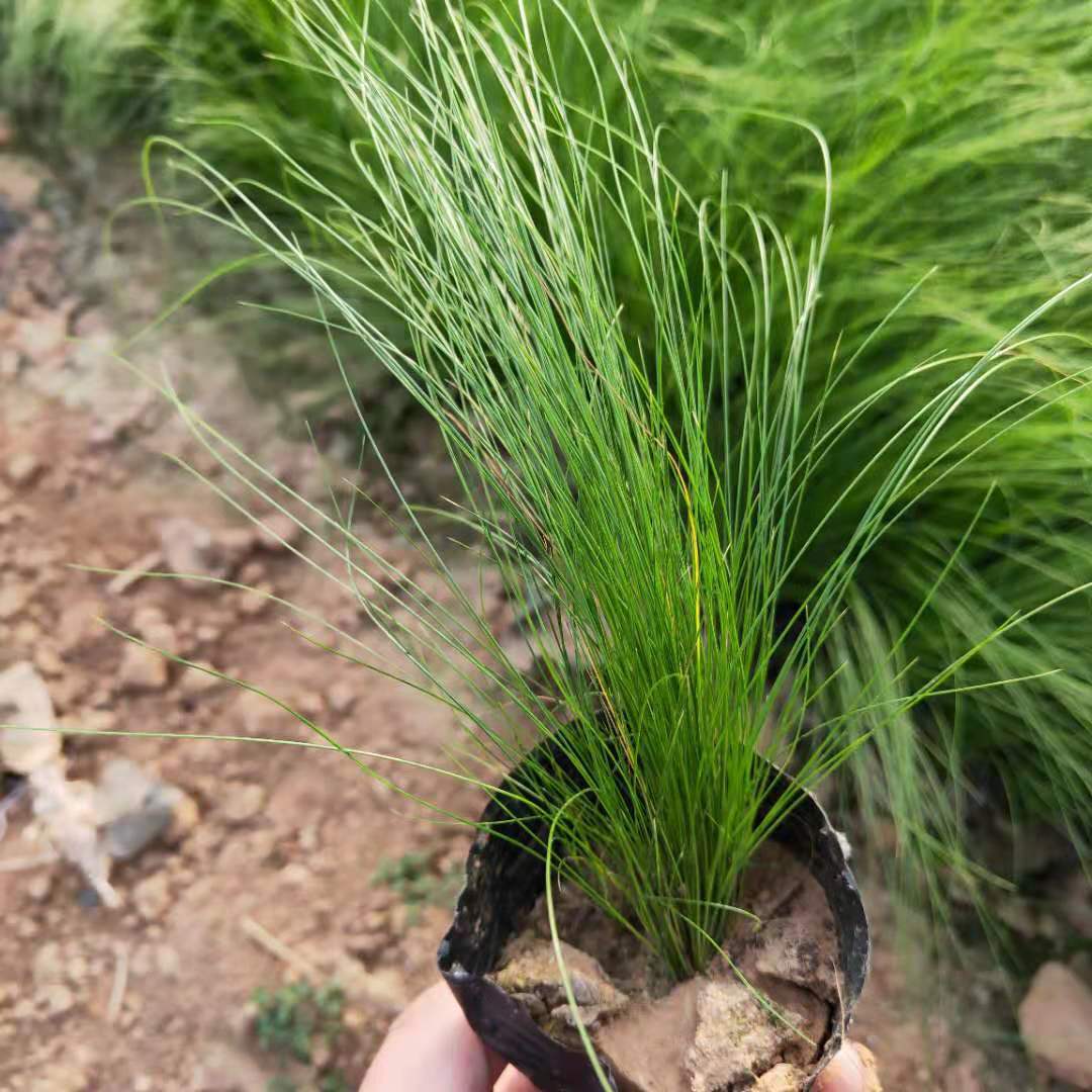 细茎针茅墨西哥羽毛草盆栽花境植物观赏草苗庭院植物多年生羽毛草