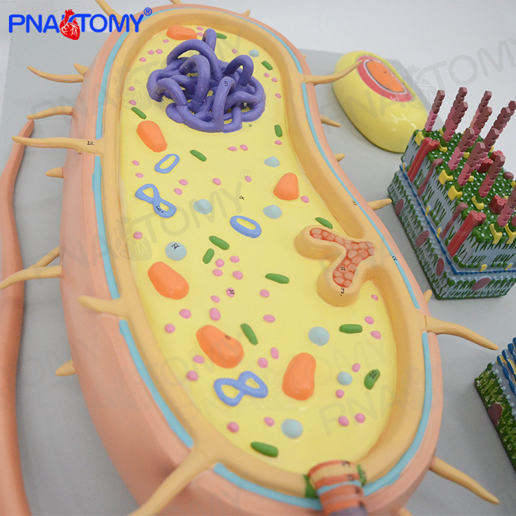 微生物细菌放大模型三分病毒显微结构细胞标本染色体dna生物医学